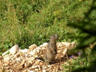  Marmota del Jura 